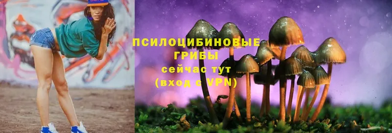 OMG как зайти  наркошоп  Гурьевск  Галлюциногенные грибы MAGIC MUSHROOMS 